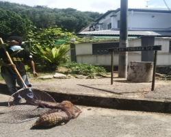 MENYELAMATKAN HAIWAN TERBIAR (ANJING)