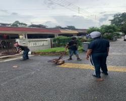 MENYELAMATKAN HAIWAN TERBIAR (ANJING)