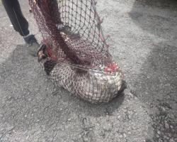 OPERASI MENYELAMATKAN HAIWAN TERBIAR (ANJING) 