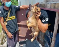 OPERASI MENYELAMATKAN HAIWAN TERBIAR (ANJING) 