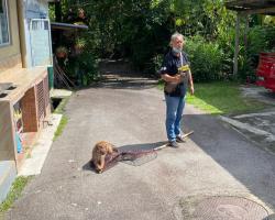 OPERASI MENYELAMATKAN HAIWAN TERBIAR (ANJING)