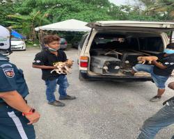 MENYELAMATKAN HAIWAN TERBIAR (ANJING)