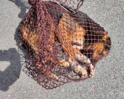 OPERASI MENYELAMATKAN HAIWAN TERBIAR (ANJING)