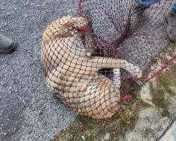 OPERASI MENYELAMATKAN HAIWAN TERBIAR (ANJING)