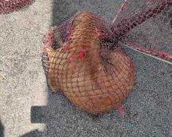 OPERASI MENYELAMATKAN HAIWAN TERBIAR (ANJING)