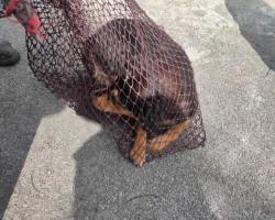 OPERASI MENYELAMATKAN HAIWAN TERBIAR (ANJING)