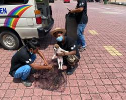 OPERASI MENYELAMATKAN HAIWAN TERBIAR (ANJING)