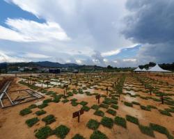 KERJA - KERJA PENYELENGGARAAN DAN PENANAMAN RUMPUT DI TANAH PERKUBURAN ISLAM BANDAR AINSDALE