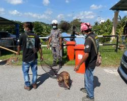 OPS MENYELAMATKAN HAIWAN (ANJING TIDAK BERTUAN)