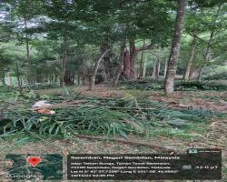 PEMBERSIHAN TANAH TERBIAR