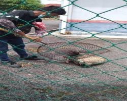 OPS MENYELAMATKAN HAIWAN TERBIAR