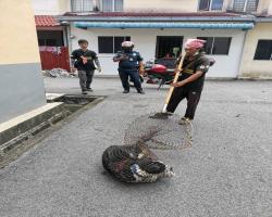 OPS MENYELAMATKAN HAIWAN TERBIAR