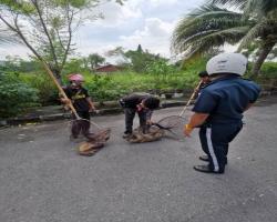 OPS MENYELAMATKAN HAIWAN TERBIAR