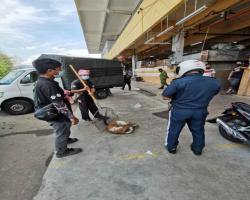 OPS MENYELAMATKAN HAIWAN TERBIAR