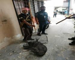 OPS MENYELAMATKAN HAIWAN TERBIAR