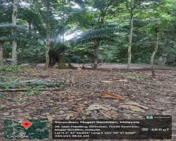 PEMANTAUAN PEMBERSIHAN TANAH TERBIAR