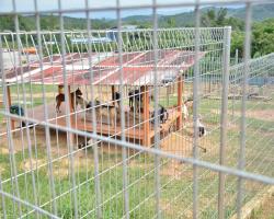 LAWATAN TEMPAT PENGUMPULAN ANJING LIAR 