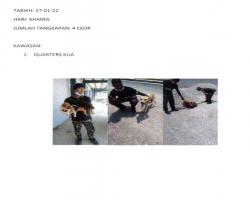 TANGKAPAN ANJING SEPANJANG BULAN JANUARI 2022