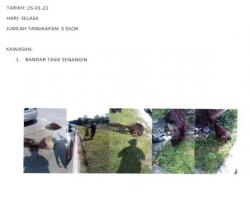 TANGKAPAN ANJING SEPANJANG BULAN JANUARI 2022