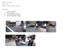 TANGKAPAN ANJING SEPANJANG BULAN JANUARI 2022