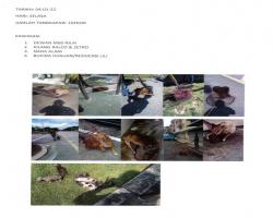 TANGKAPAN ANJING SEPANJANG BULAN JANUARI 2022