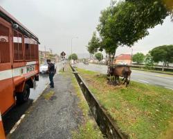 OPERASI HAIWAN TERNAKAN (LEMBU)