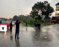 OPERASI HAIWAN TERNAKAN (LEMBU)