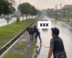 OPERASI HAIWAN TERNAKAN (LEMBU)