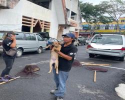 OPERASI MENYELAMATKAN HAIWAN TERBIAR (ANJING) OLEH MBS 