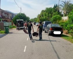 OPERASI MENYELAMATKAN HAIWAN TERBIAR (ANJING) OLEH MBS 