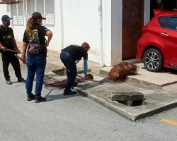 OPERASI MENYELAMATKAN HAIWAN TERBIAR (ANJING) OLEH MBS 
