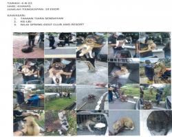 LAPORAN OPERASI TANGKAPAN ANJING LIAR / TERBIAR DI DALAM KAWASAN PENTADBIRAN MAJLIS BANDARAYA SEREMBAN 