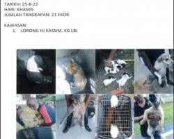 TANGKAPAN ANJING LIAR/TERBIAR