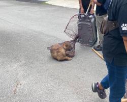 OPERASI MENYELAMATKAN HAIWAN TERBIAR (ANJING) 
