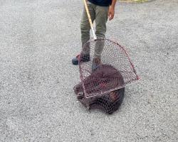 OPERASI MENYELAMATKAN HAIWAN TERBIAR (ANJING) 