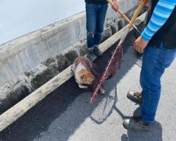 OPERASI MENYELAMATKAN HAIWAN TERBIAR (ANJING) 