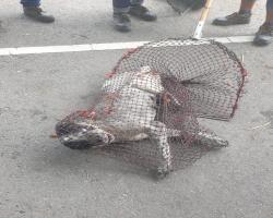 OPERASI MENYELAMATKAN HAIWAN TERBIAR (ANJING) 