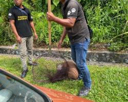 OPERASI MENYELAMATKAN HAIWAN TERBIAR (ANJING) 