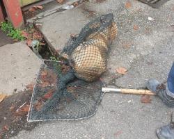 OPERASI MENYELAMATKAN HAIWAN TERBIAR (ANJING) 