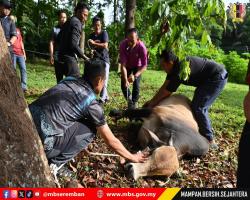 PROGRAM IBADAH KORBAN 1446H BAKI MBS