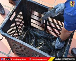 PELEPASAN IKAN SEMPENA CABARAN NGAIL NISMILAN TAMAN TASIK SEREMBAN 2025