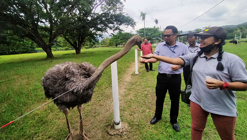 Ladang Ostrich